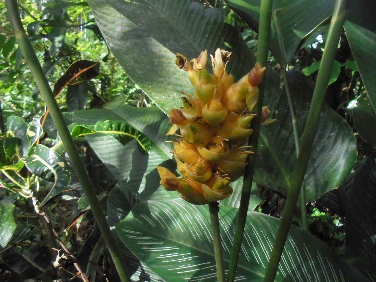 Goeppertia ornata (Lem.) Borchs. & S.Suárez